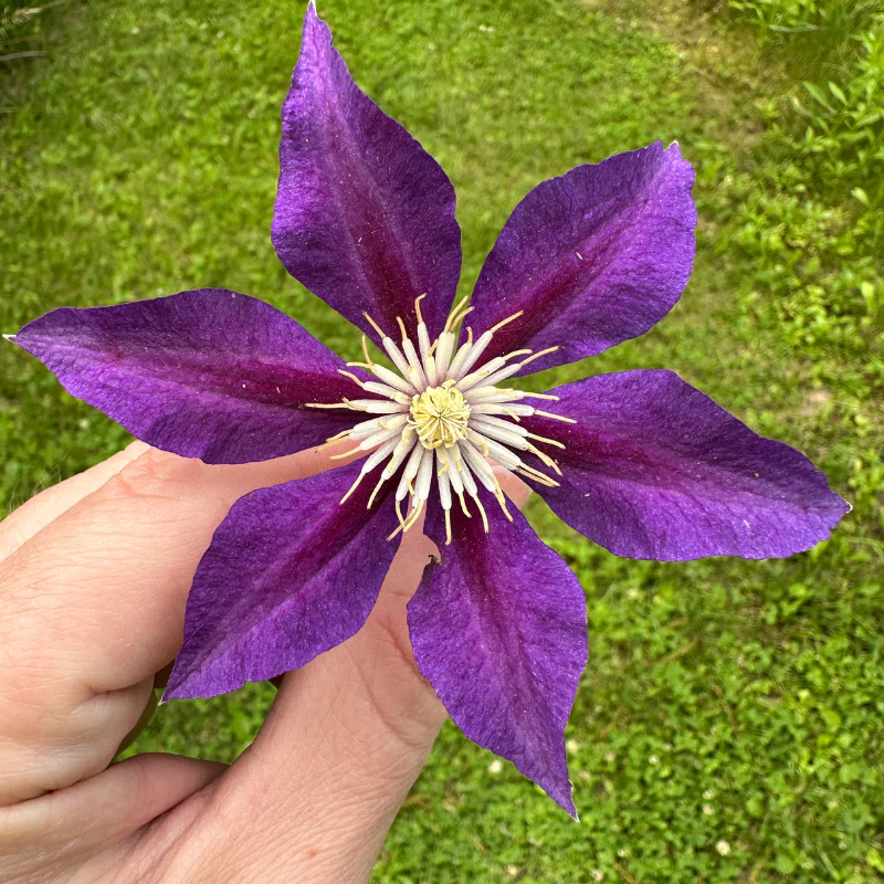 Clematis The Vagabond - Image 3