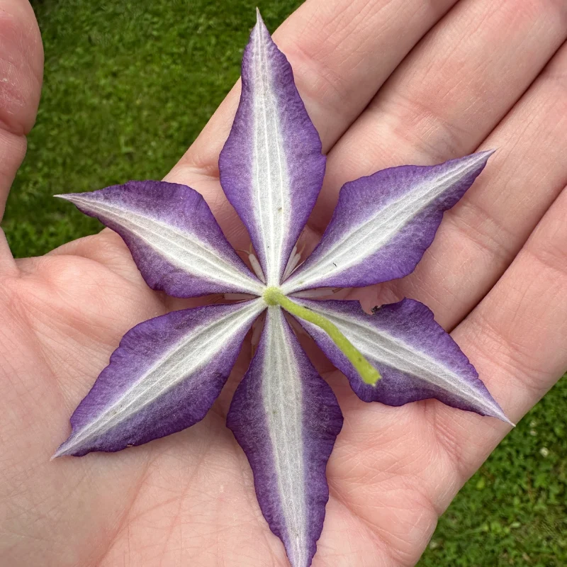 Clematis The Vagabond - Image 4