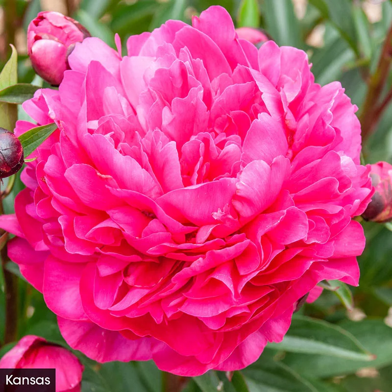 The Works– Peony Collection - Image 2