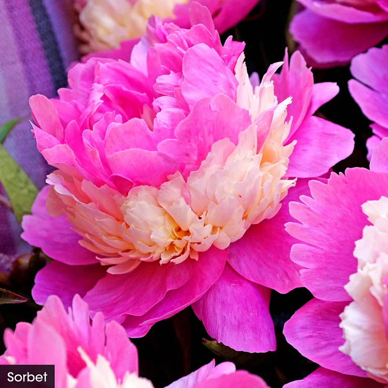 The Works– Peony Collection - Image 3