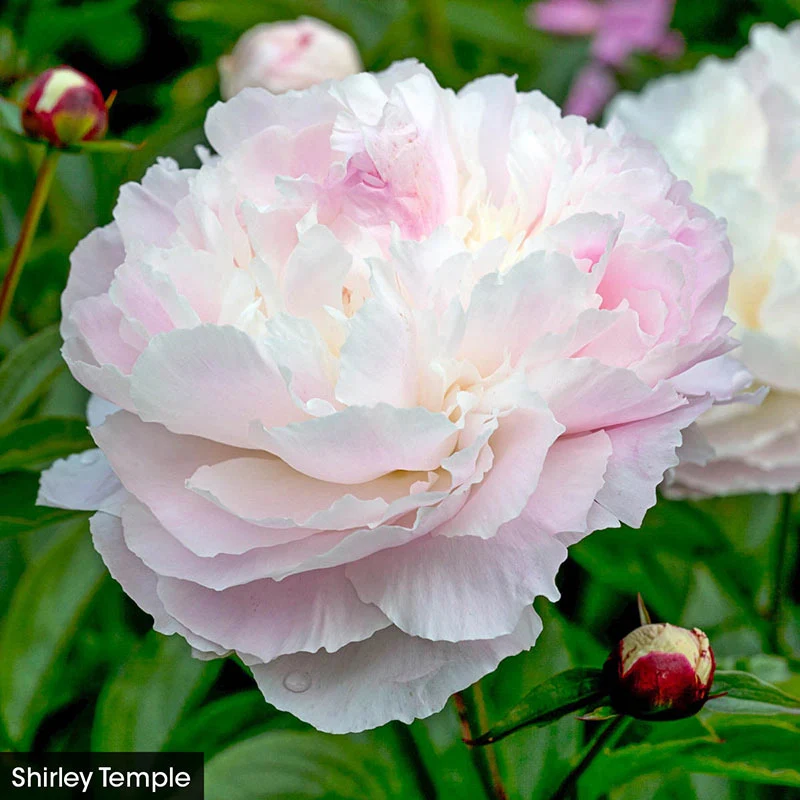 The Works– Peony Collection - Image 4