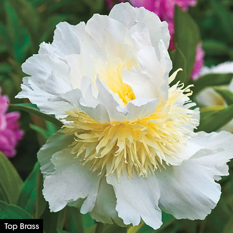The Works– Peony Collection - Image 5