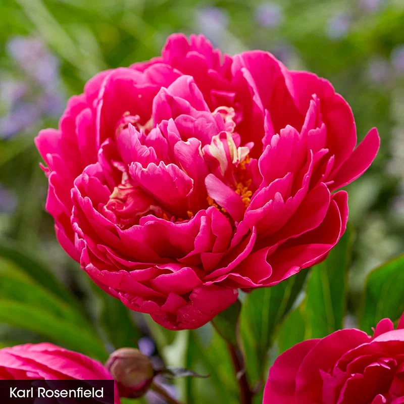 The Works– Peony Collection - Image 6