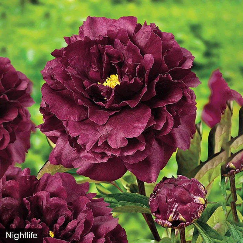 The Works– Peony Collection - Image 7