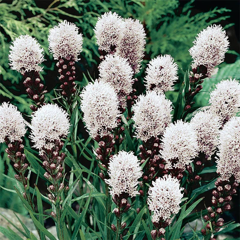 Three Seasons of Beauty Garden - Image 10