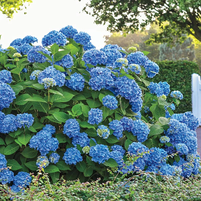 Three Seasons of Beauty Garden - Image 11