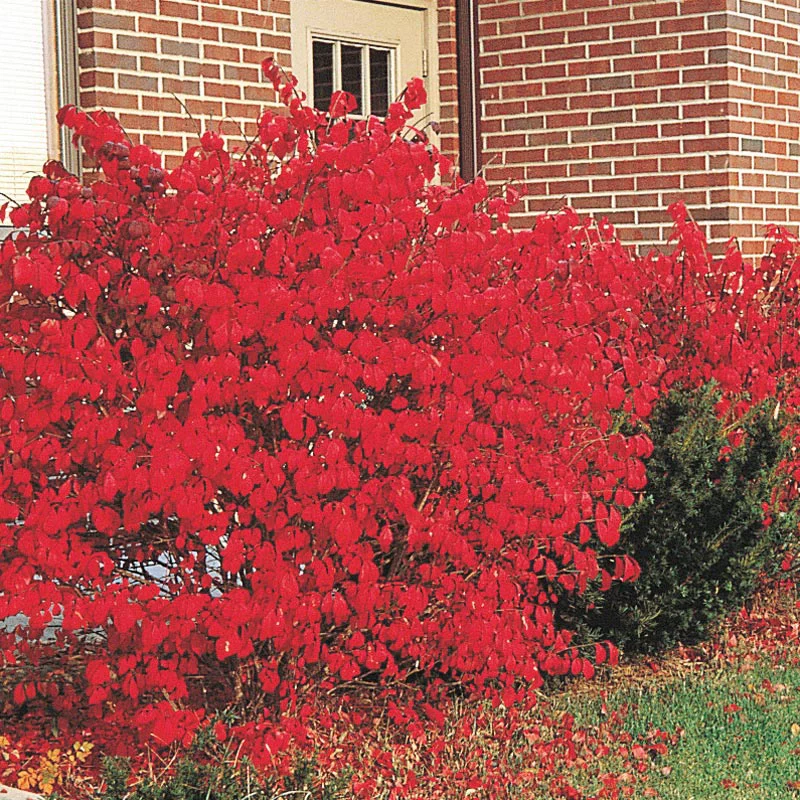 Three Seasons of Beauty Garden - Image 12
