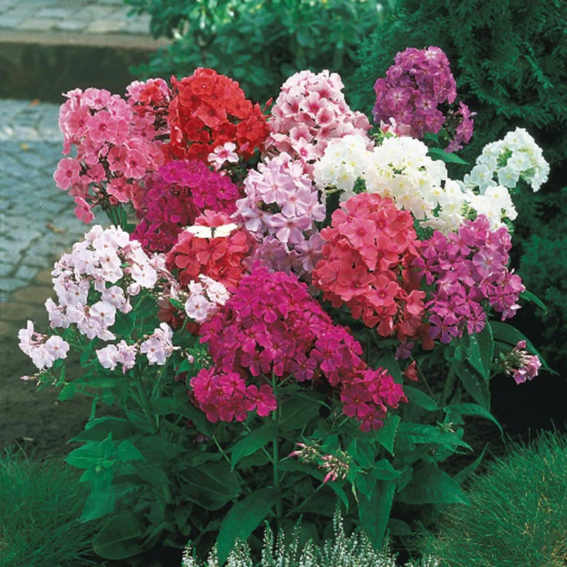 Three Seasons of Beauty Garden - Image 6