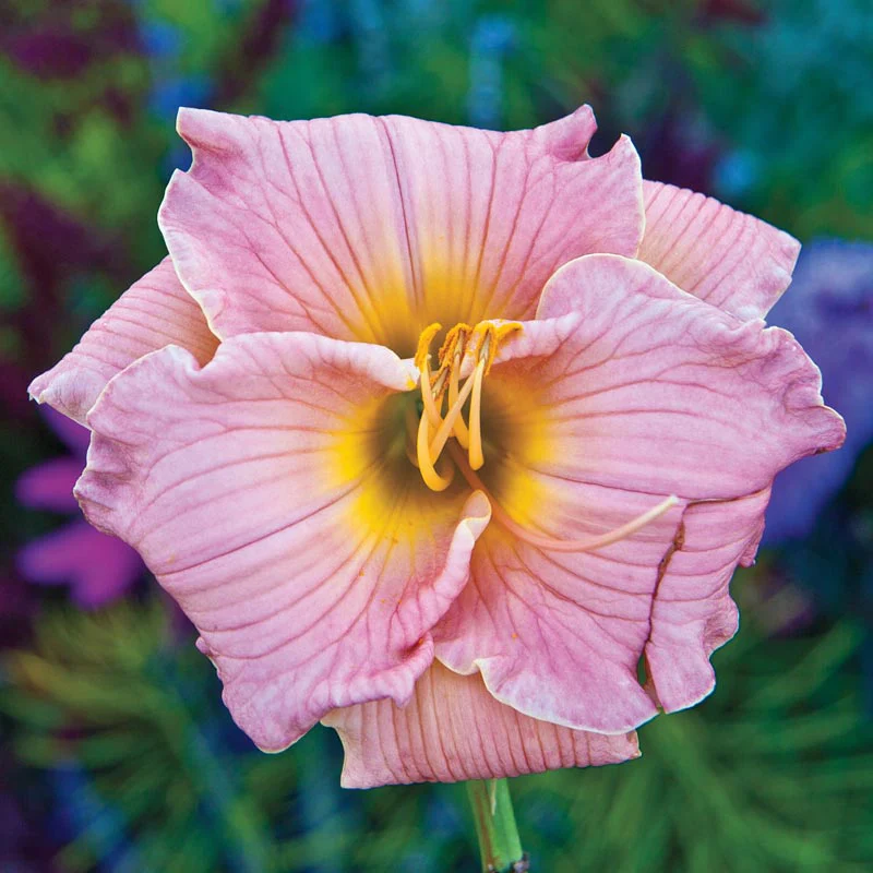 Three Seasons of Beauty Garden - Image 8