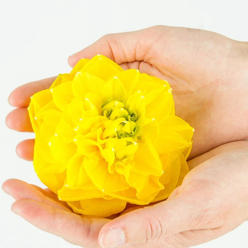 Thunderball Daffodil - Image 2