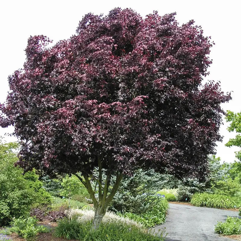Thundercloud Ornamental Plum Tree - Image 2