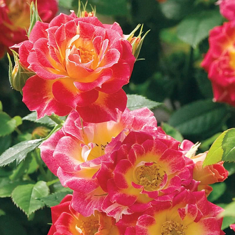 Tiddly Winks™ Miniature Rose