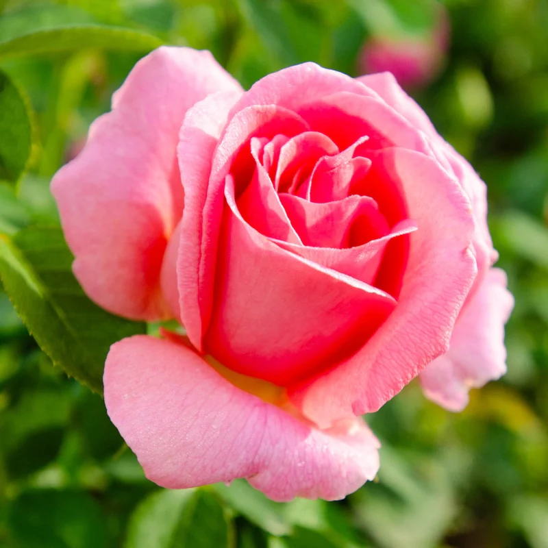 Tiffany Hybrid Tea Rose - Image 2