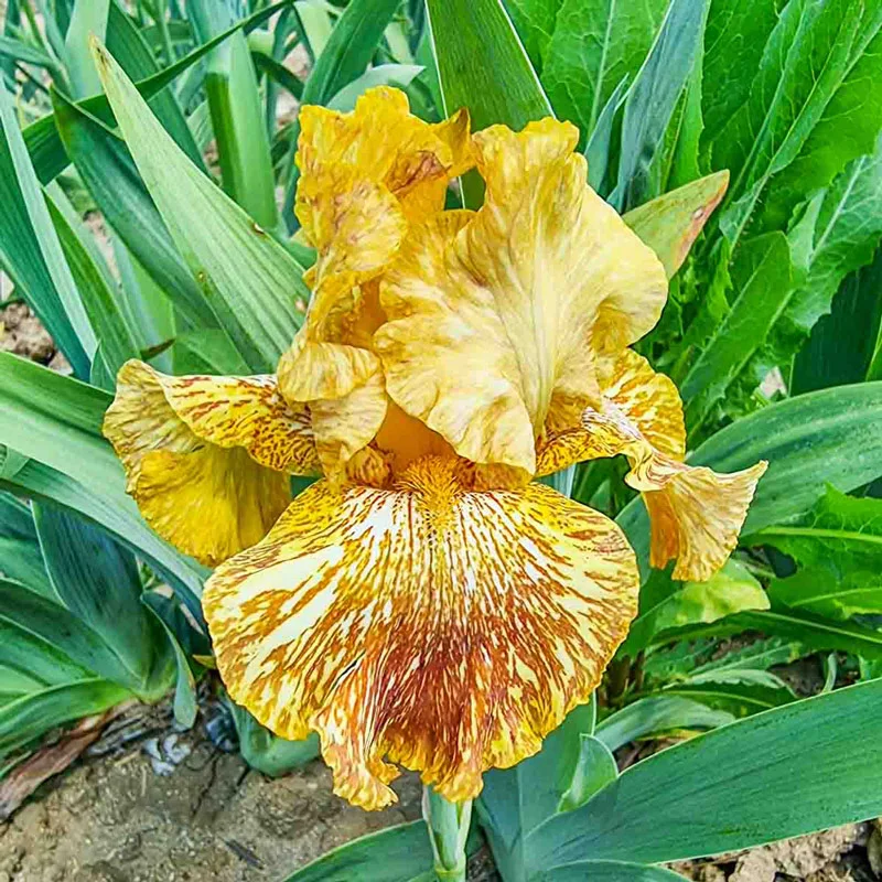 Tiger Honey Bearded Iris