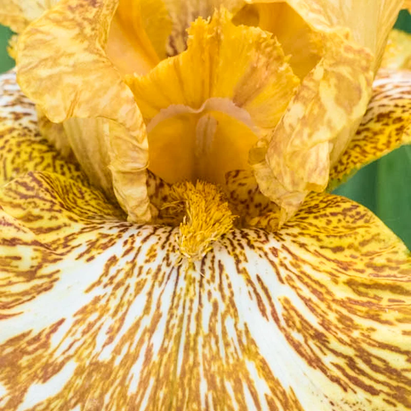 Tiger Honey Bearded Iris - Image 2