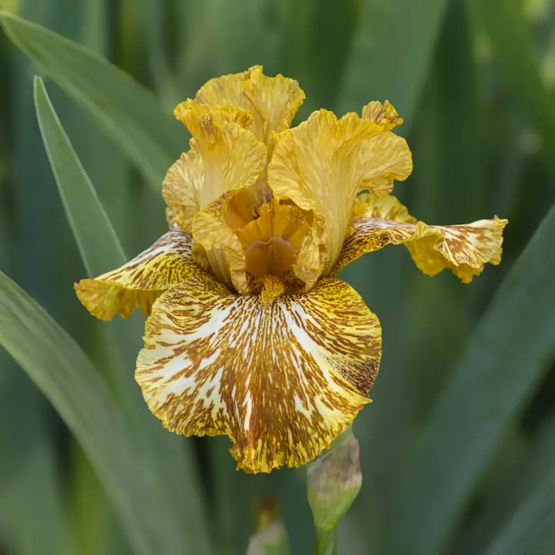 Tiger Honey Bearded Iris - Image 3