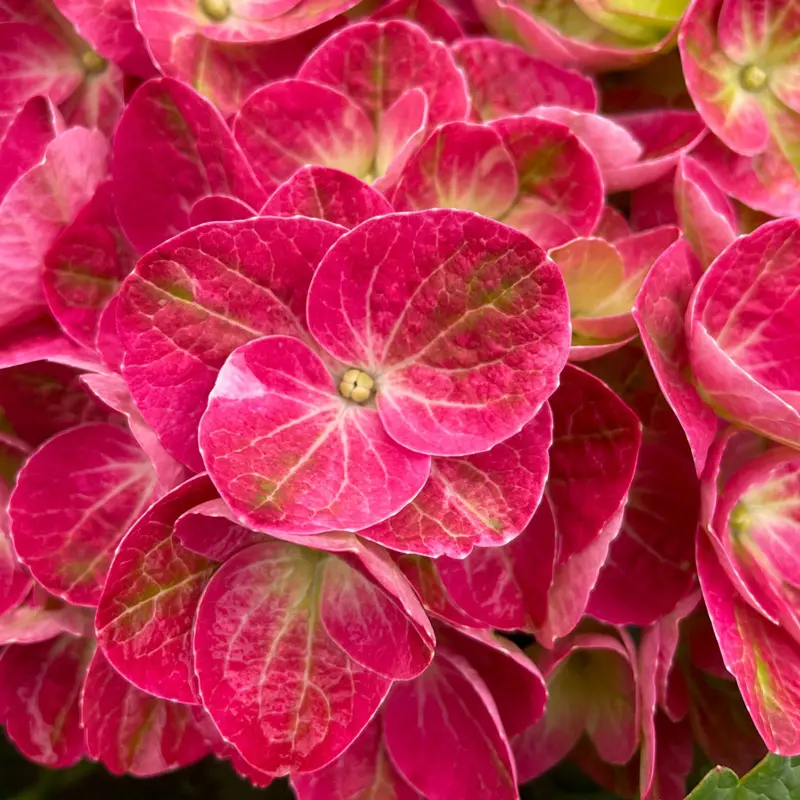 Tilt-a-Swirl® Hydrangea - Image 2