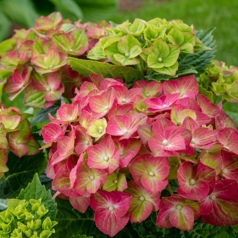 Tilt-a-Swirl® Hydrangea - Image 3