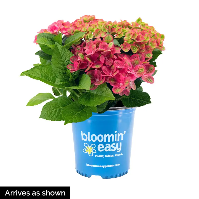 Tilt-a-Swirl® Hydrangea - Image 4