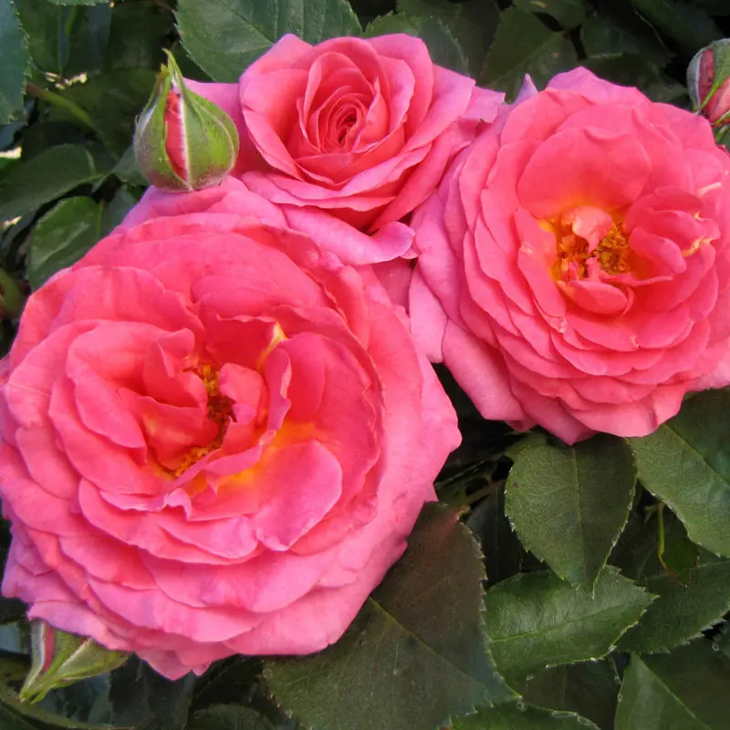 Time After Time™ Floribunda Rose