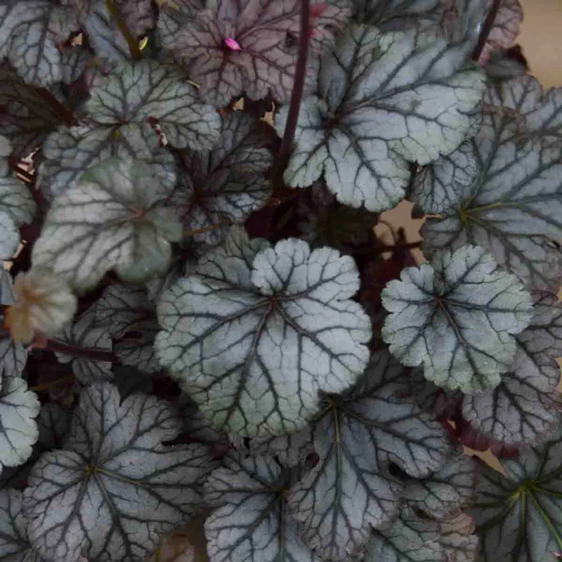 Timeless Treasure Coral Bells - Image 2