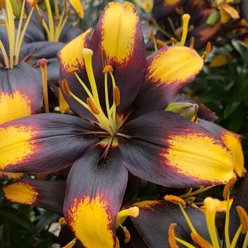 Tiny Massive Asiatic Lily - Image 3