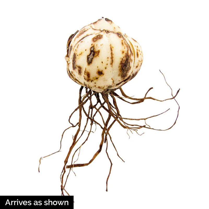 Tiny Massive Asiatic Lily - Image 4