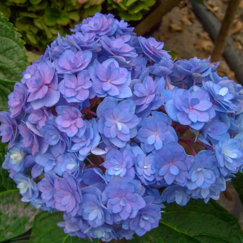 Hydrangea Forever & Ever® Together