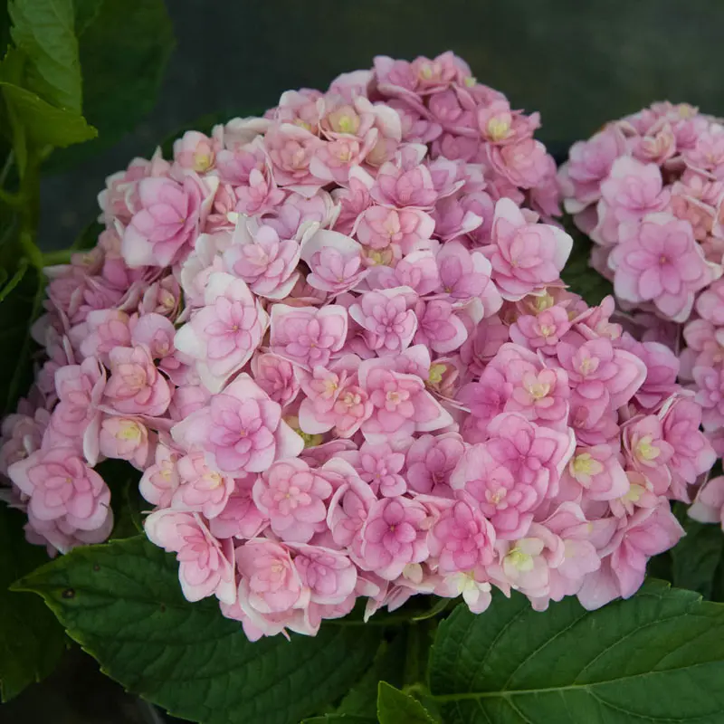 Hydrangea Forever & Ever® Together - Image 2