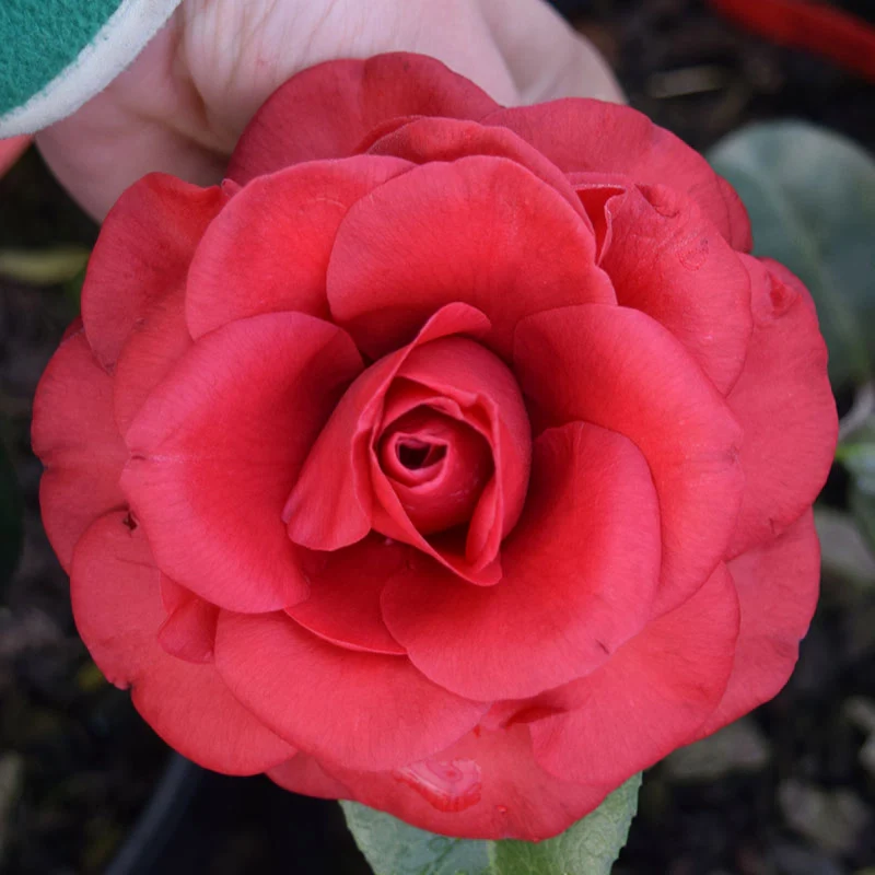 Tom Knudson Camellia - Image 2