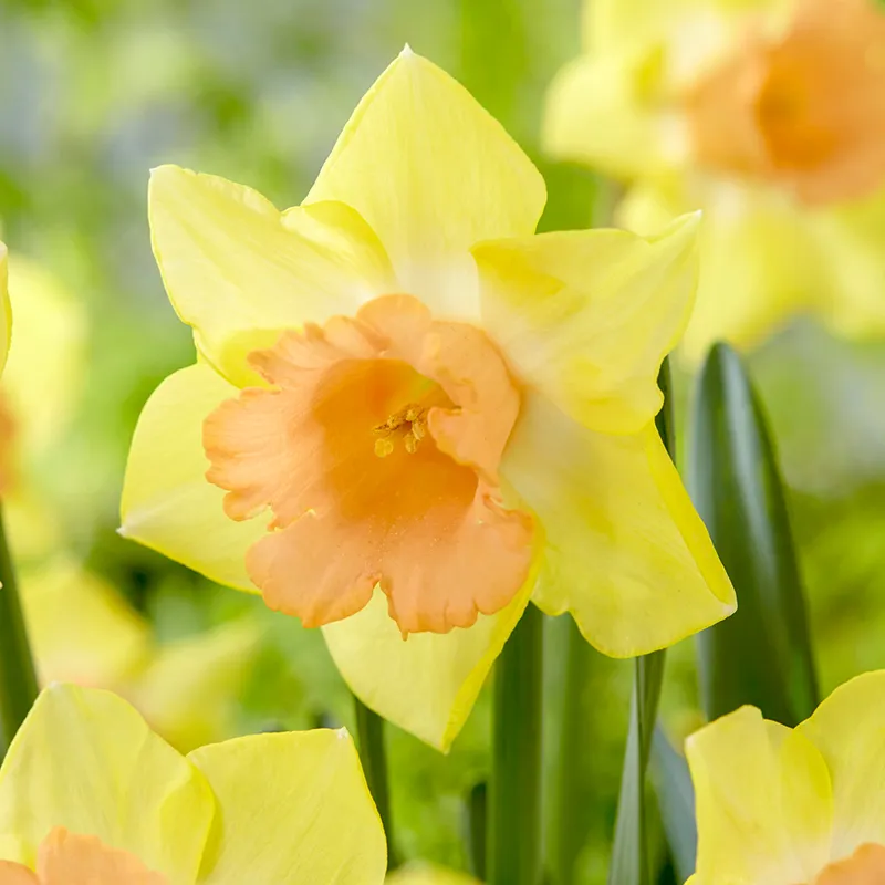 Tom Pouce Daffodil