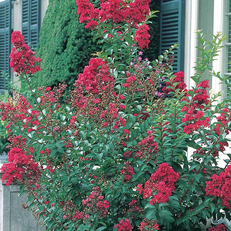 Tonto Hardy Crape Myrtle - Image 2