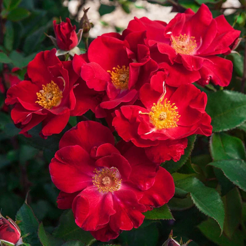 Top Gun™ Shrub Rose - Image 2