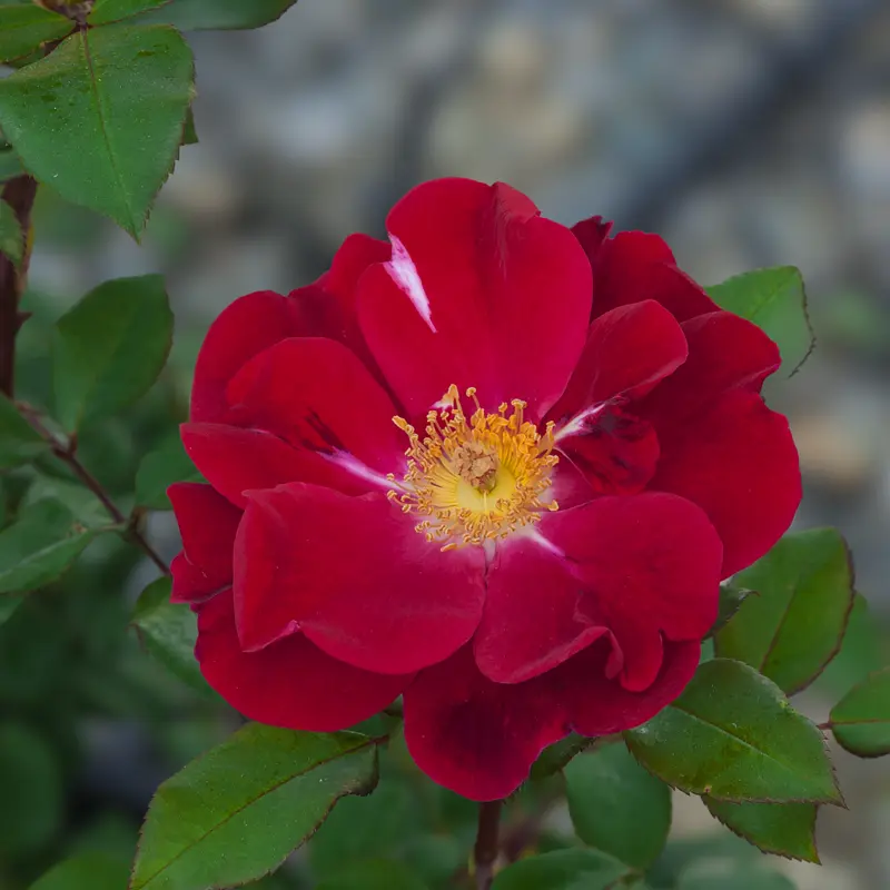 Top Gun™ Shrub Rose - Image 3