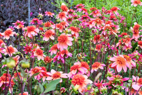 Totally Tangerine Dahlia - Image 2