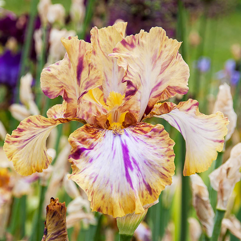Toucan Tango Bearded Iris - Image 2