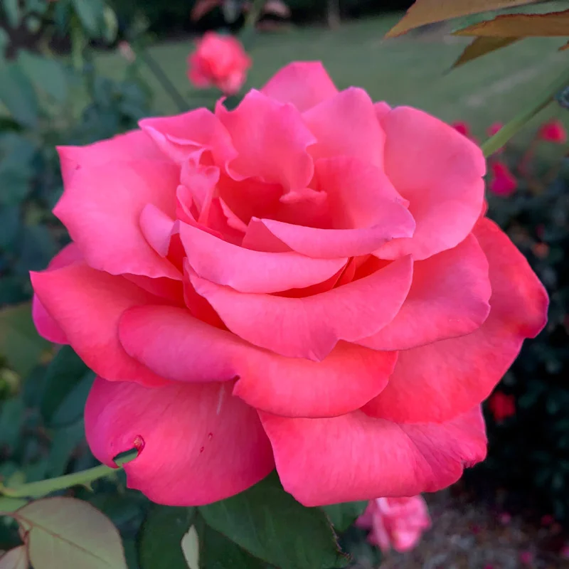 Touch of Class™ Hybrid Tea Rose