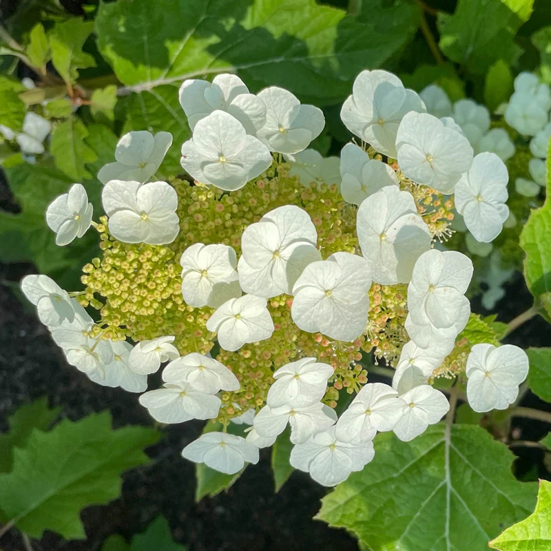 Toy Soldier Oakleaf Hydrangea - Image 3
