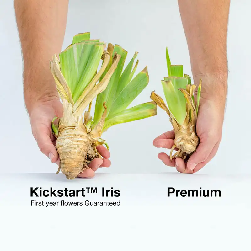 Trajectory Miniature Bearded Iris - Image 2