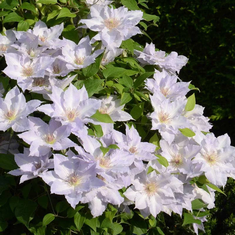 Clematis Tranquilite™ - Image 2