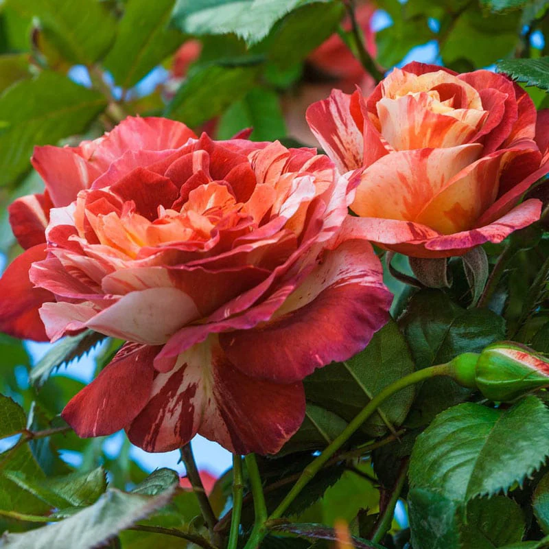 Tropical Lightning® Climbing Rose