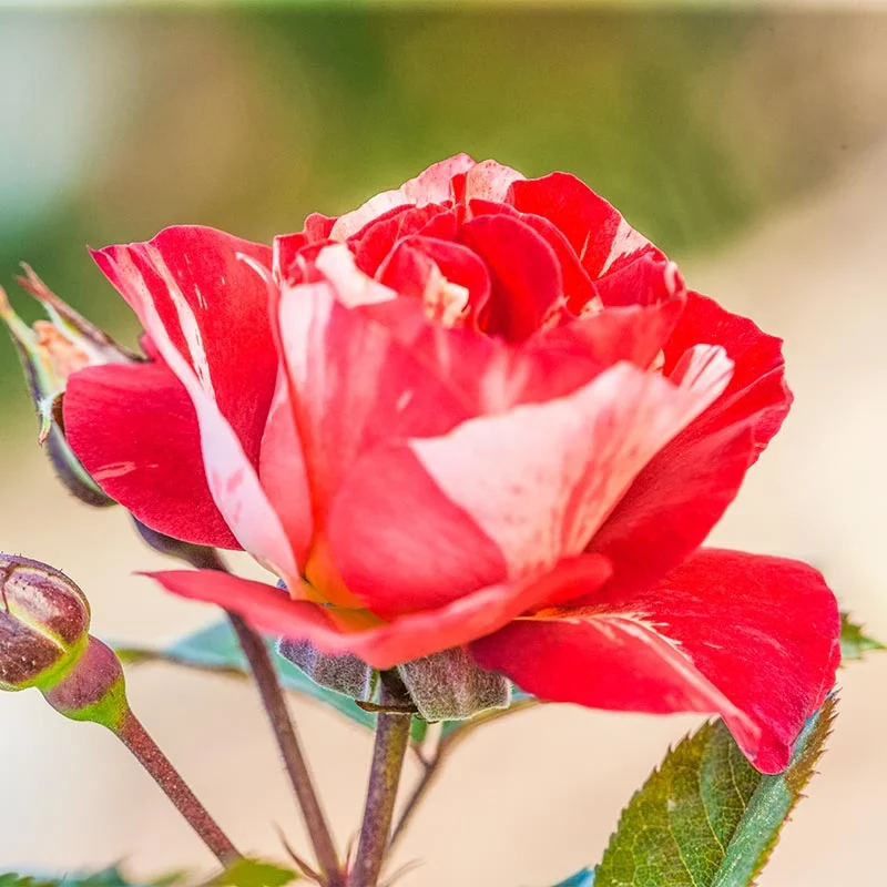 Tropical Lightning® Climbing Rose - Image 2