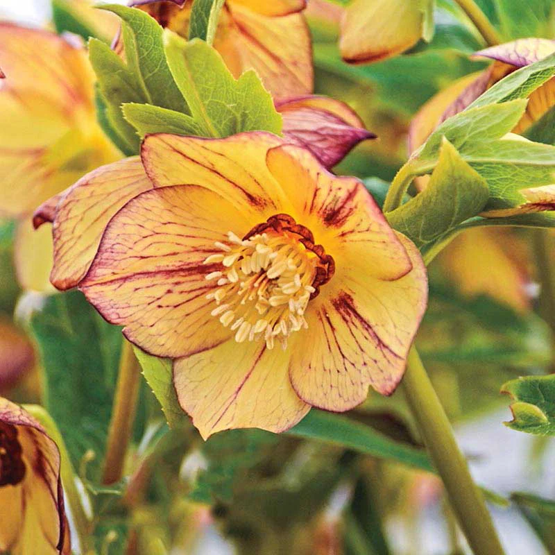 Tropical Sunset Lenten Rose - Image 2