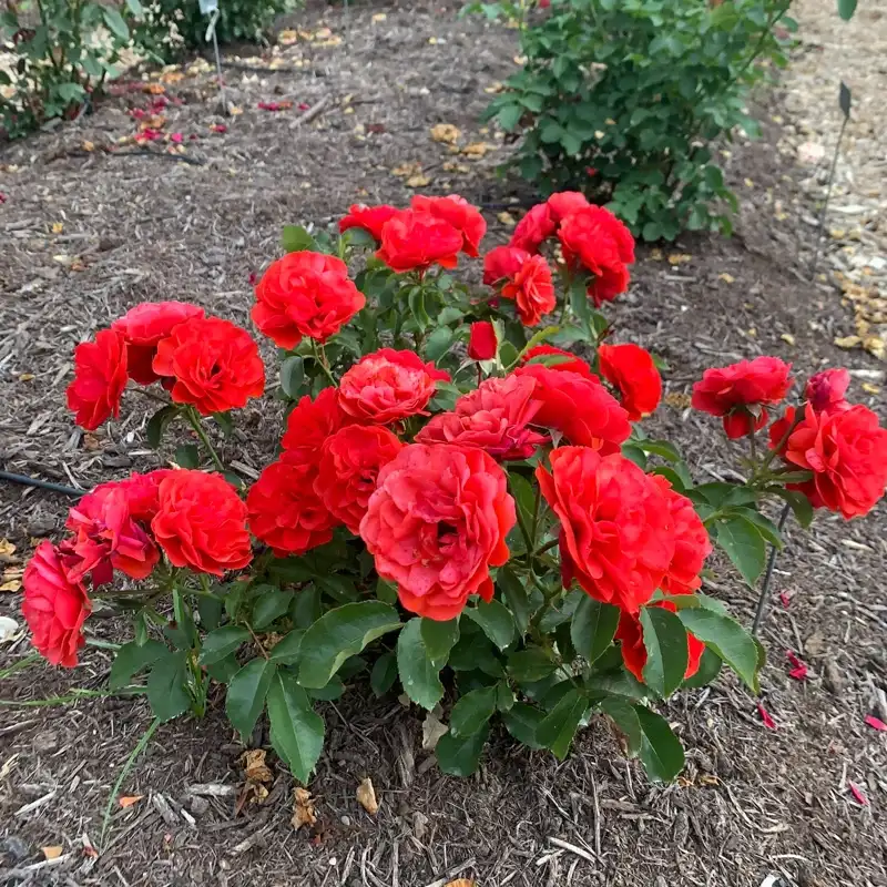 Trumpeter Floribunda Rose - Image 2