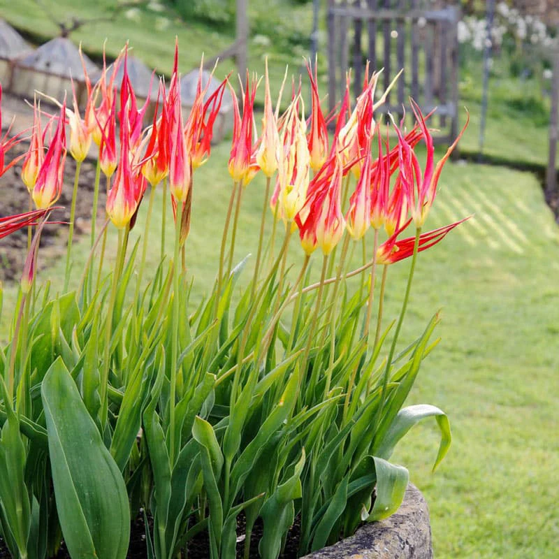 Tulip Acuminata - Image 2