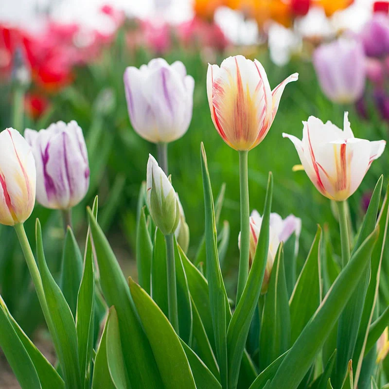 Rembrandt Mixed Tulips