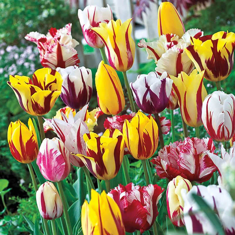 Rembrandt Mixed Tulips - Image 2