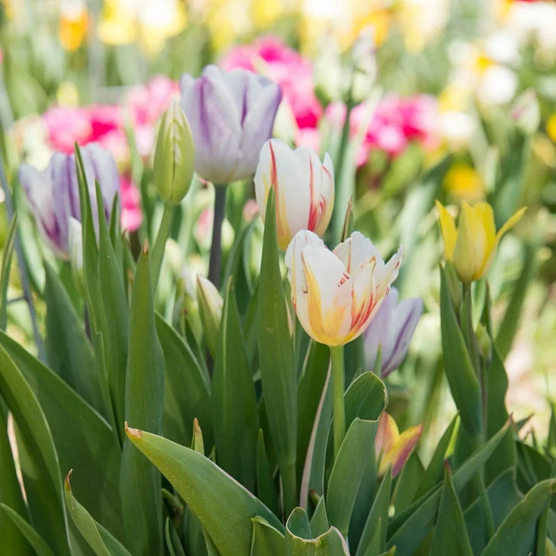 Rembrandt Mixed Tulips - Image 3