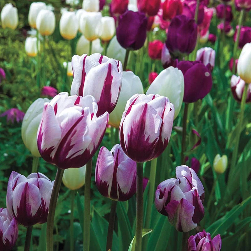 Rembrandt Mixed Tulips - Image 4