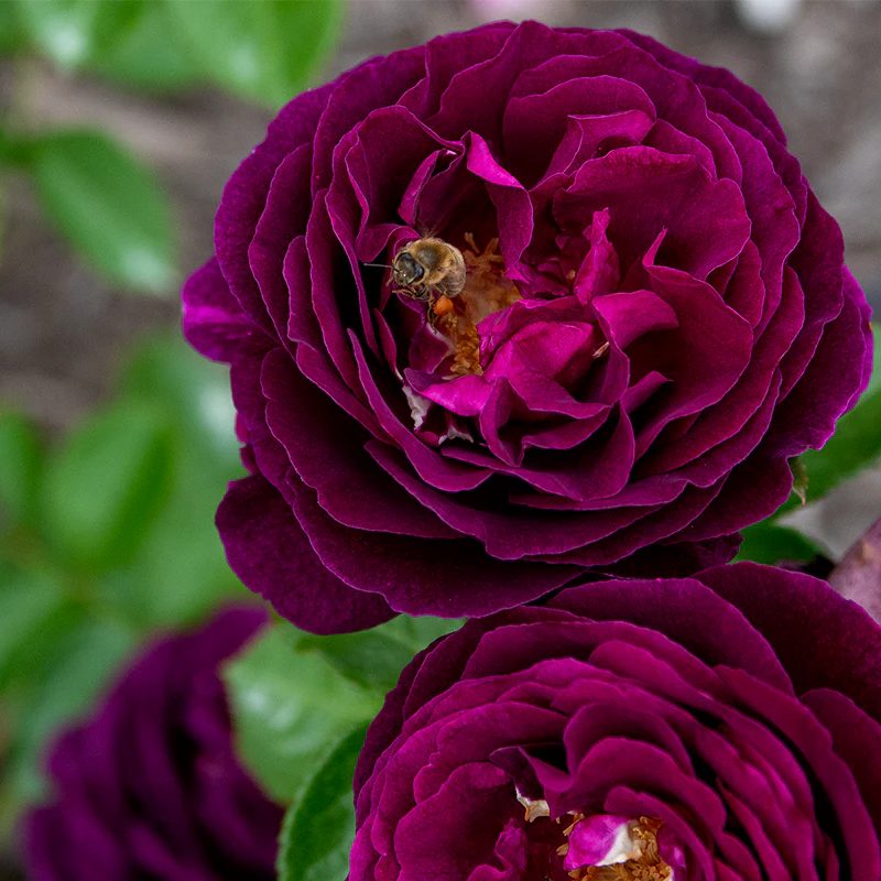 Twilight Zone Grandiflora Rose - Image 2